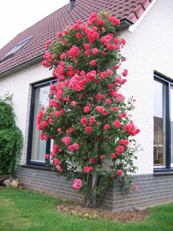 🌹 Elegant Climbing Rose Flower Seeds- 9 Rare and Breathtaking Colors Seeds